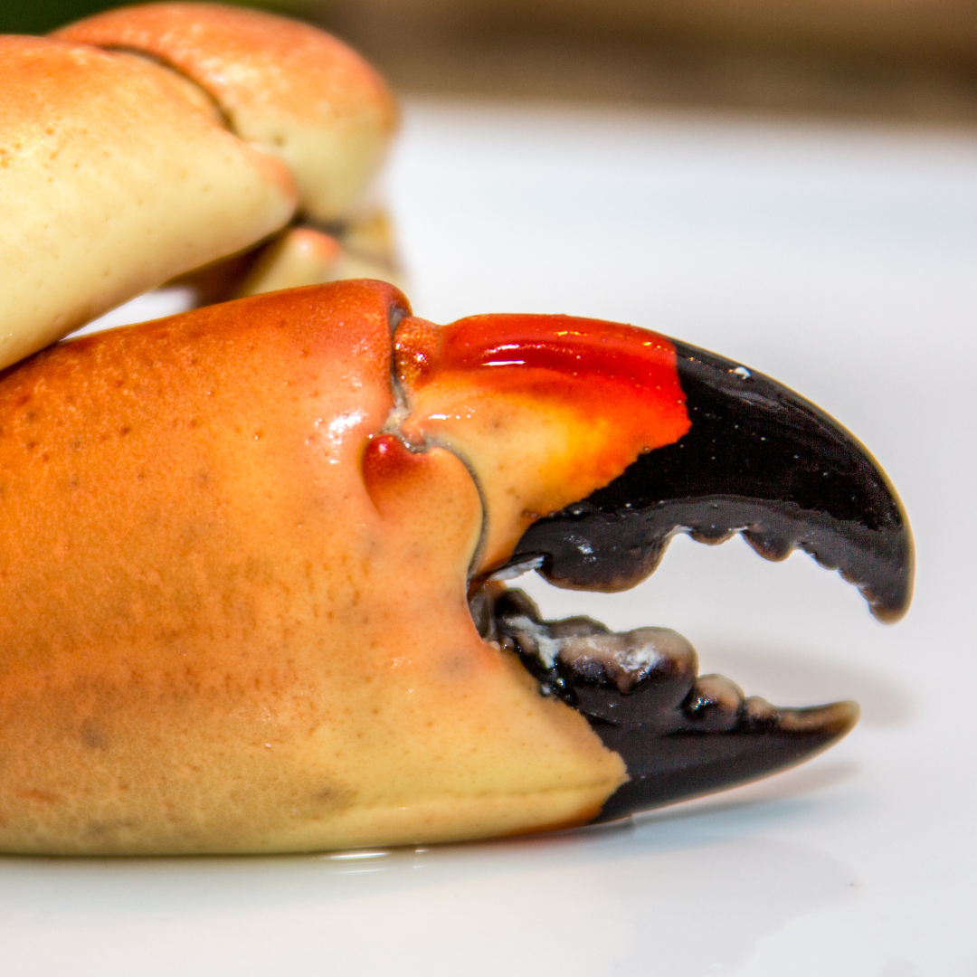 Where is the Best Spot to Catch Stone Crabs? – Stone Crab Club