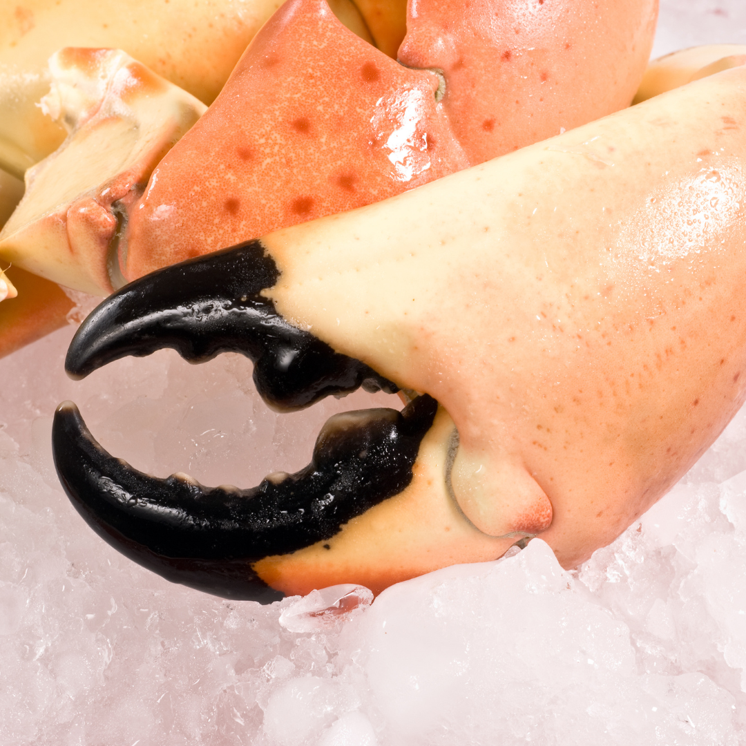 Are Stone Crabs Sustainable?