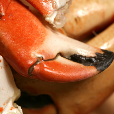 What is the Difference Between Rock Crab and Stone Crab?