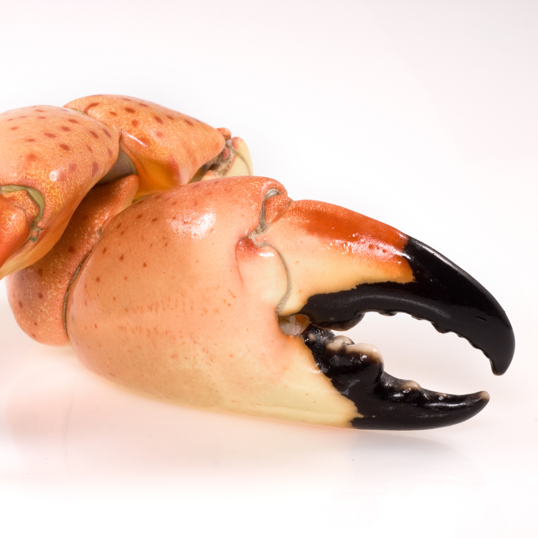 Are Stone Crab Claws Worth It?