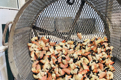 GET YOUR FRESH NEVER FROZEN STONE CRABS