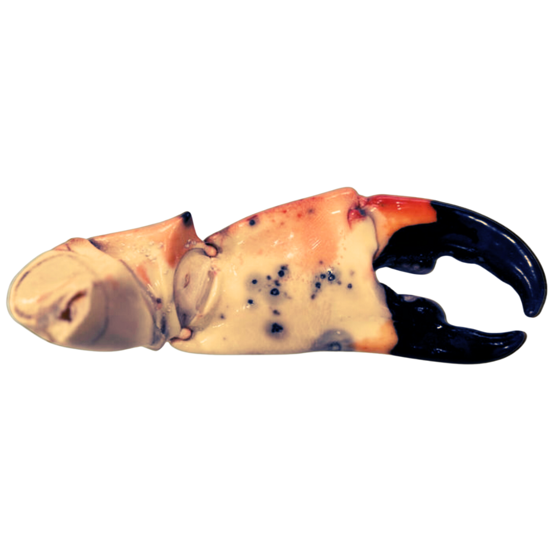 Mega Stone Crab Claws