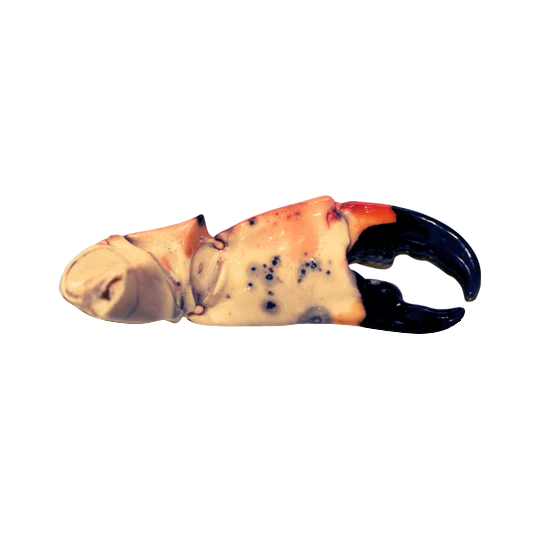 Large Stone Crab Claws