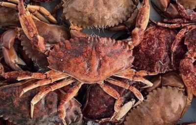 Buy the best crab in the world at StoneCrabClub.com.