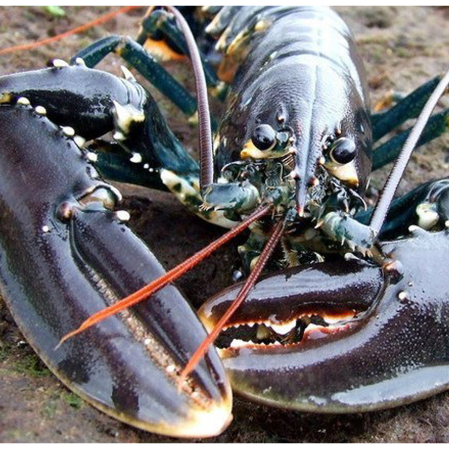 European Blue Lobster Frozen