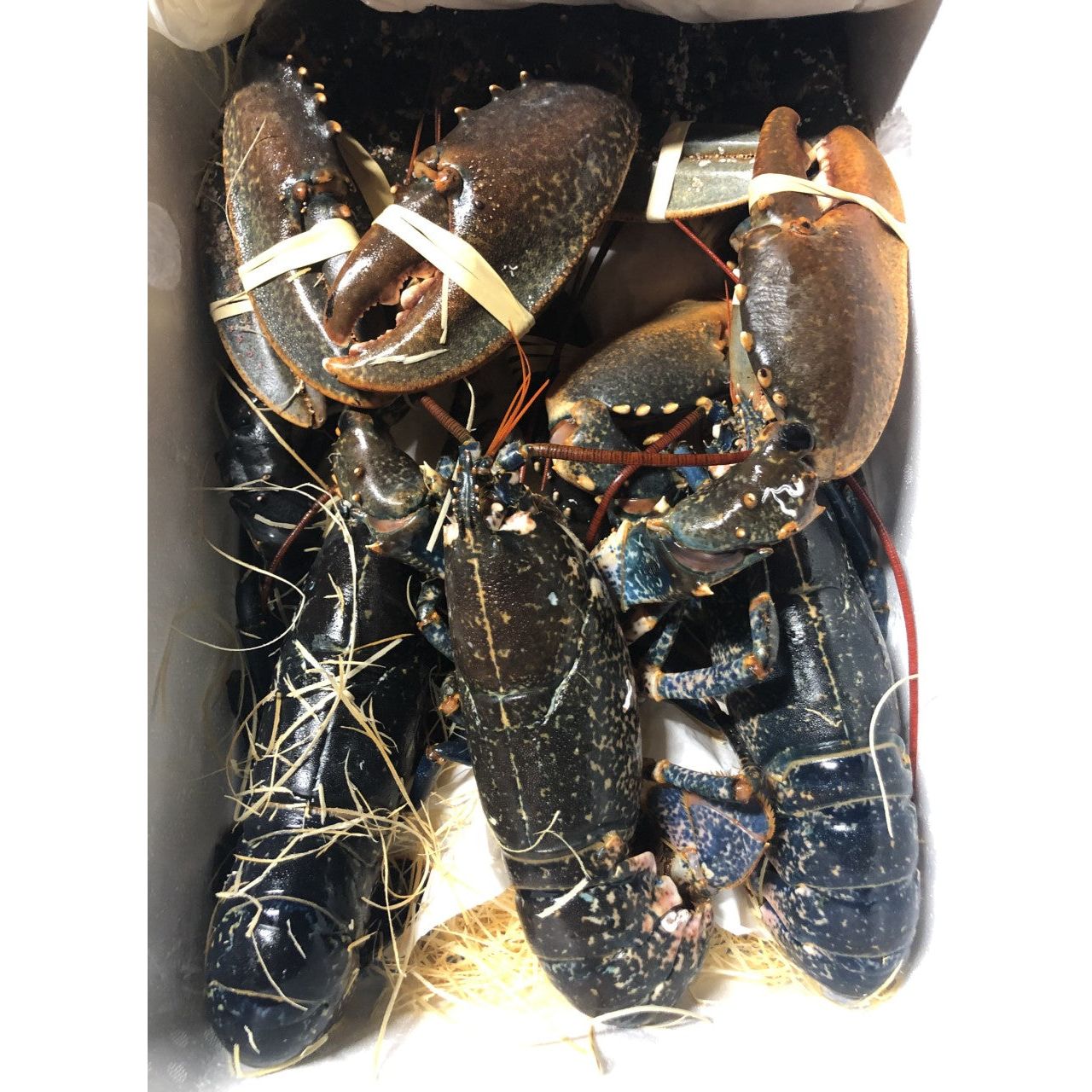 European Blue Lobster Frozen