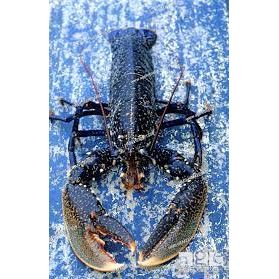 European Blue Lobster Frozen